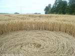 Crop Circle Behind the fortified farm of Freloux, Belgium crop circle, aerial photo 16