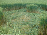 Crop Circle Behind the fortified farm of Freloux, Belgium crop circle, aerial photo 3