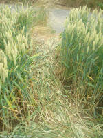 Between Momalle and Remicourt, Belgium crop circle, aerial photo 5