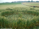 Between Momalle and Remicourt, Belgium crop circle, aerial photo 6