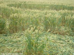 Between Momalle and Remicourt, Belgium crop circle, aerial photo 7