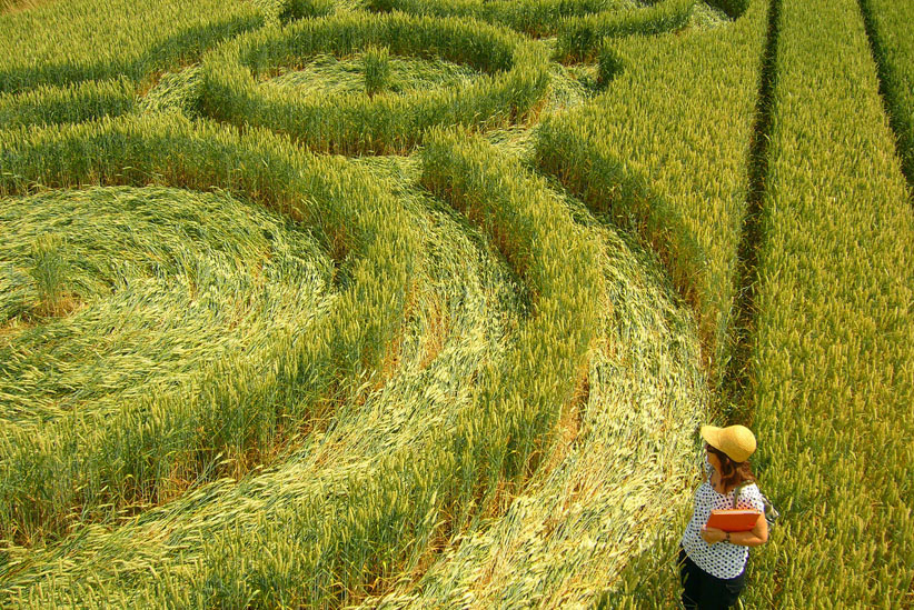 Momalle et Fexhe-Le-Haut-Clocher, Belgium crop circle, aerial photo 6