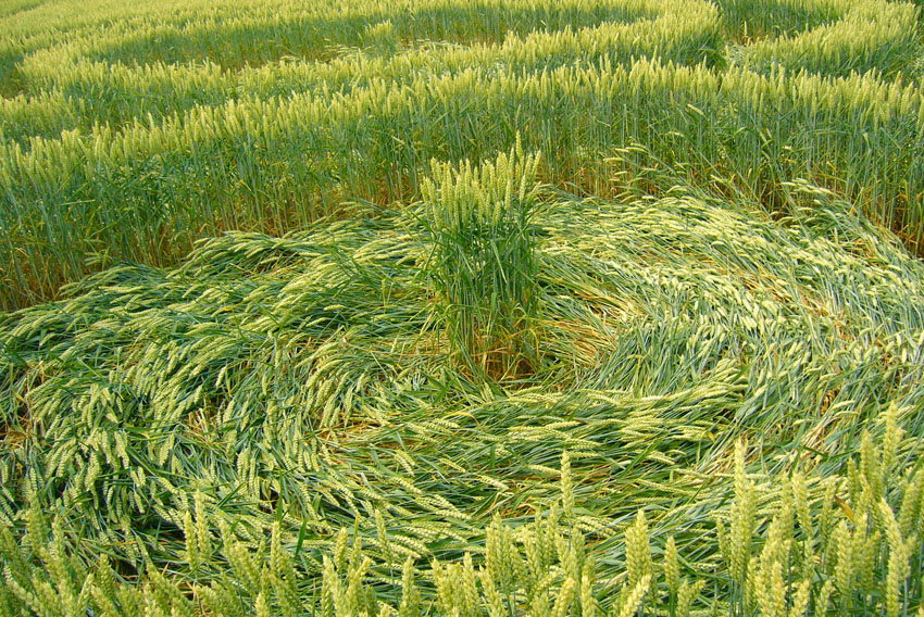 Momalle et Fexhe-Le-Haut-Clocher, Belgium crop circle, aerial photo 4