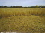 Crop Circle Stettler, Alberta, Canada crop circle, aerial photo 9