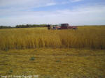 Crop Circle Stettler, Alberta, Canada crop circle, aerial photo 11