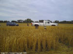 Crop Circle Stettler, Alberta, Canada crop circle, aerial photo 8