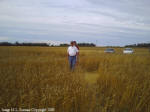 Crop Circle Stettler, Alberta, Canada crop circle, aerial photo 3