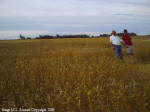Crop Circle Stettler, Alberta, Canada crop circle, aerial photo 7