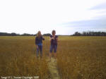 Crop Circle Stettler, Alberta, Canada crop circle, aerial photo 4
