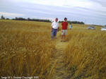 Crop Circle Stettler, Alberta, Canada crop circle, aerial photo 5