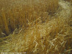 Crop Circle Stettler, Alberta, Canada crop circle, aerial photo 12