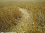 Crop Circle Stettler, Alberta, Canada crop circle, aerial photo 13