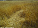 Crop Circle Stettler, Alberta, Canada crop circle, aerial photo 14