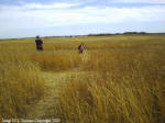 Crop Circle Stettler, Alberta, Canada crop circle, aerial photo 6
