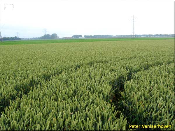 Standaardbuiten (2), Noord Brabant, Netherlands crop circle, aerial photo 5