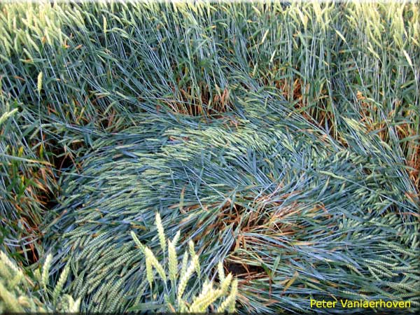 Standaardbuiten (2), Noord Brabant, Netherlands crop circle, aerial photo 2