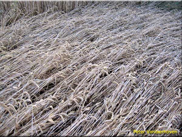 Ridderkerk, Netherlands crop circle, aerial photo 3