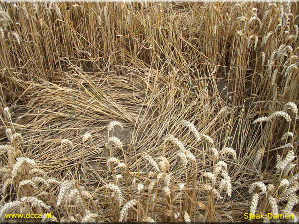 Standaardbuiten (4), Noord Brabant, Netherlands crop circle, aerial photo 2