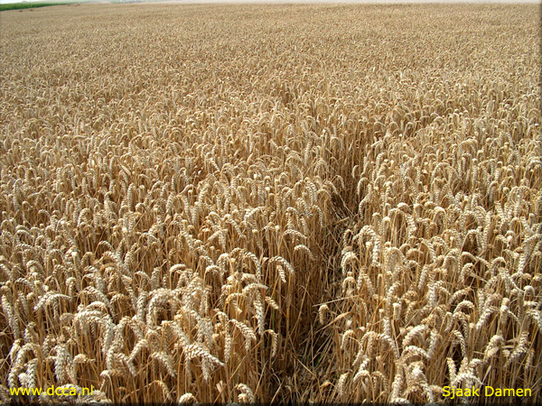 Standaardbuiten (4), Noord Brabant, Netherlands crop circle, aerial photo 3
