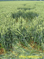 Standaardbuiten, Noord Brabant, Netherlands crop circle, aerial photo 10
