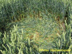 Standaardbuiten, Noord Brabant, Netherlands crop circle, aerial photo 11