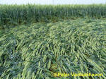Standaardbuiten, Noord Brabant, Netherlands crop circle, aerial photo 9