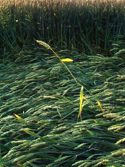 Standaardbuiten, Noord Brabant, Netherlands crop circle, aerial photo 6