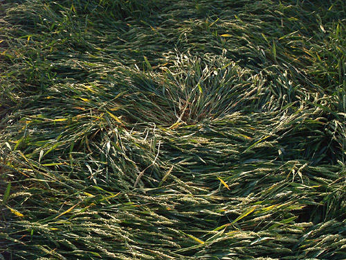 Standaardbuiten, Noord Brabant, Netherlands crop circle, aerial photo 7