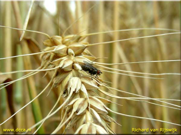 Zevenbergen, Noord Brabant, Netherlands crop circle, aerial photo 10