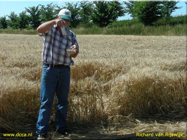 Zevenbergen, Noord Brabant, Netherlands crop circle, aerial photo 11