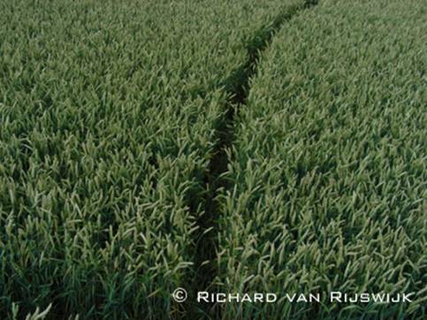 Standaardbuiten (2), Noord Brabant, Netherlands crop circle, aerial photo 35