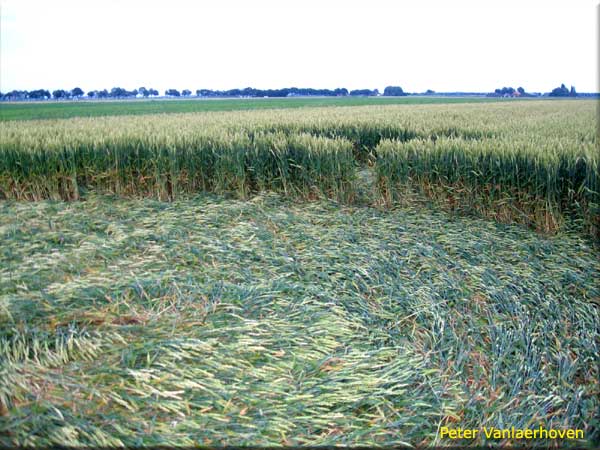 Standaardbuiten (3), Noord Brabant, Netherlands crop circle, aerial photo 4