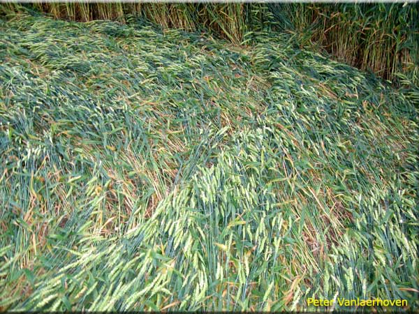 Standaardbuiten (3), Noord Brabant, Netherlands crop circle, aerial photo 6