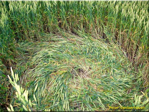 Standaardbuiten (3), Noord Brabant, Netherlands crop circle, aerial photo 5