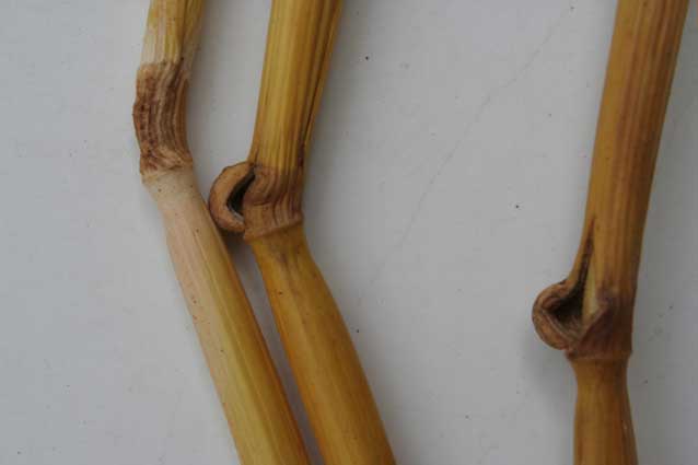 Bourges, France crop circle, aerial photo 4