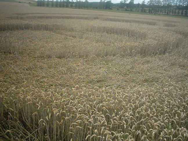 Crop Circle atHérange en Moselle, France crop circle, aerial photo 3