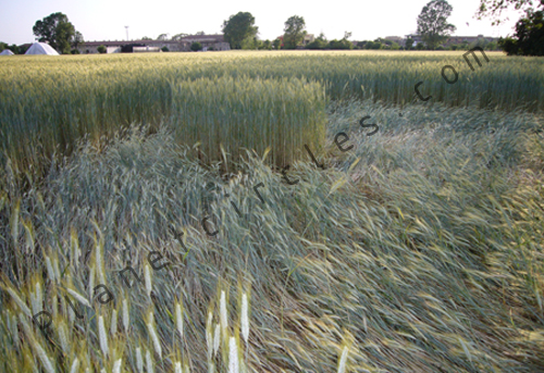 Cerchio nel grano a Brugherio (MB), Italy crop circle, aerial photo 4