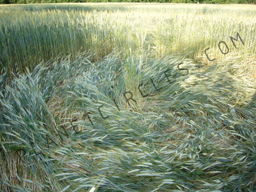 Cerchio nel grano a Brugherio (MB), Italy crop circle, aerial photo 5