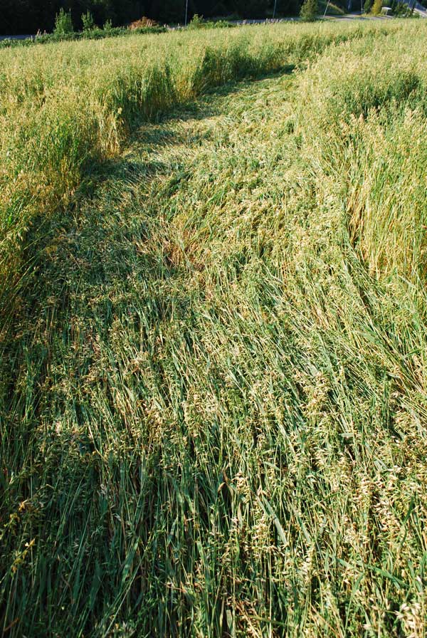 Åmodt farm, North of Oslo, Norway crop circle, aerial photo 3