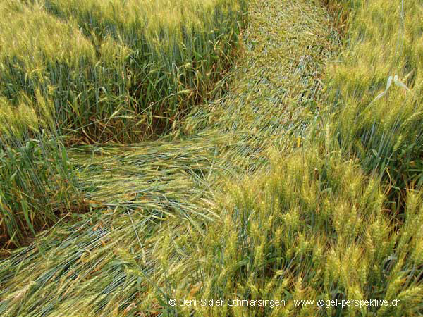 Thurgau, Switzerland crop circle, aerial photo 3