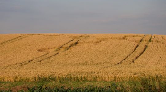 Crop Circle atSveti Martin, Croatia crop circle, aerial photo 4