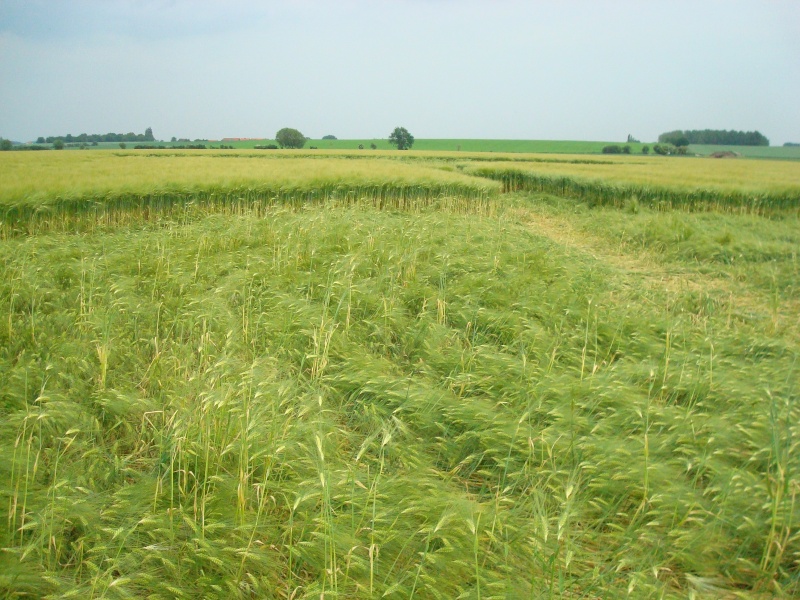 Wamont (Landen), Bosstraat, Belgium crop circle, aerial photo 7