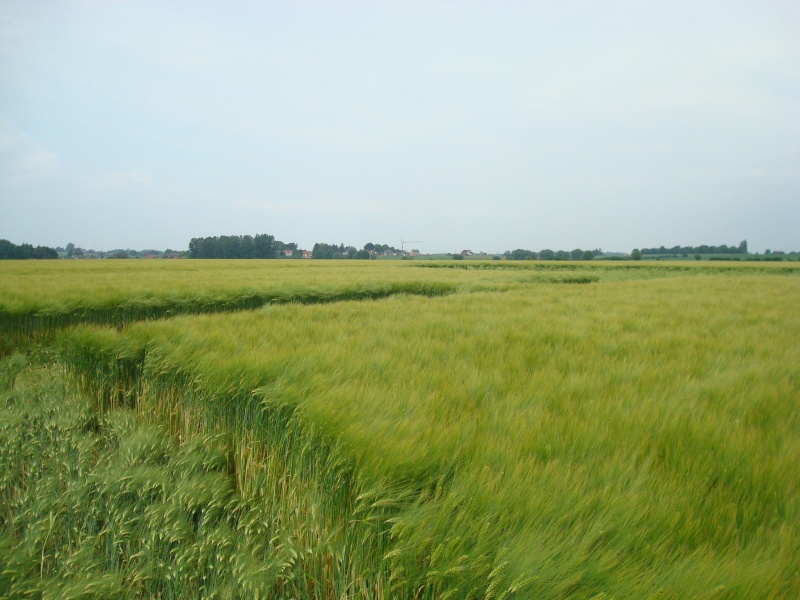 Wamont (Landen), Bosstraat, Belgium crop circle, aerial photo 9
