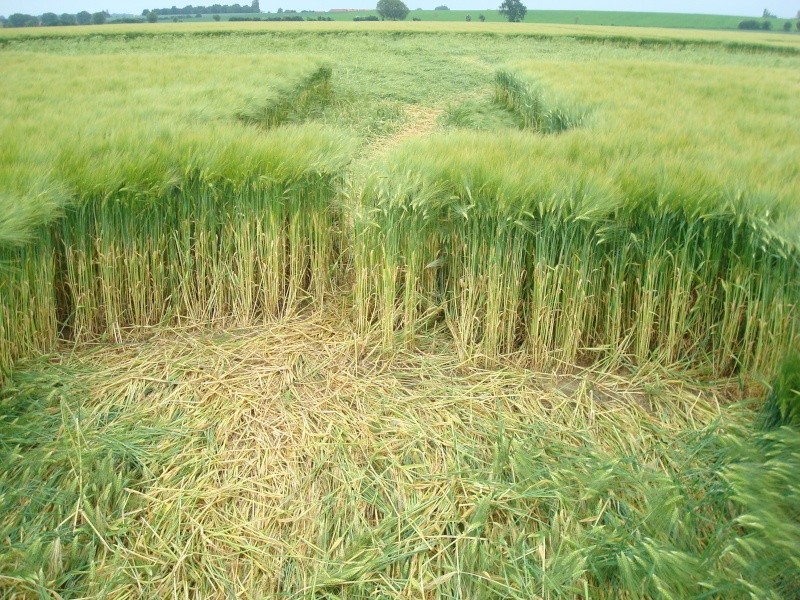 Wamont (Landen), Bosstraat, Belgium crop circle, aerial photo 10