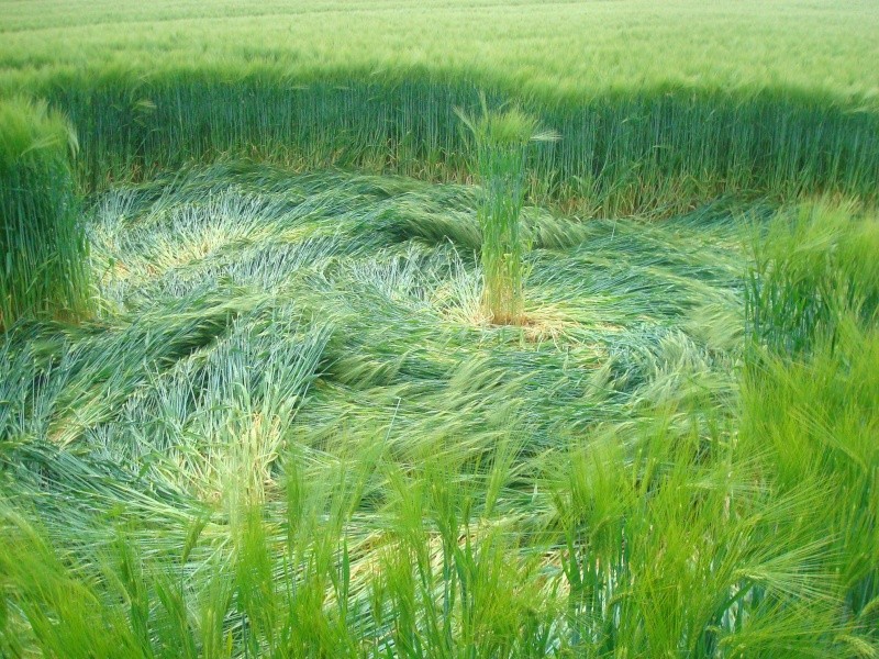 Lamine, nr Remicourt, Belgium crop circle, aerial photo 4