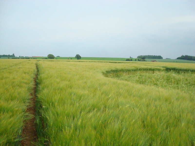 Wamont (Landen), Bosstraat, Belgium crop circle, aerial photo 12