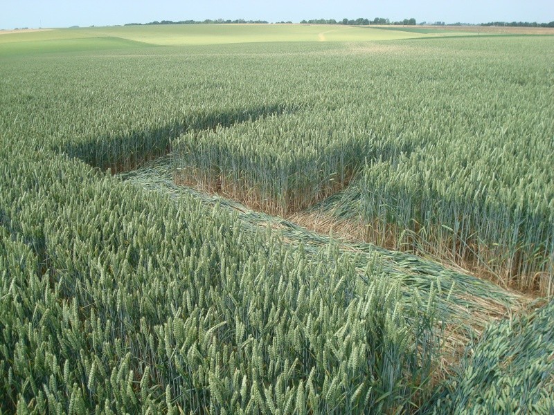Momalle ( Belgique), Rue Vers l'Abye, Belgium crop circle, aerial photo 3