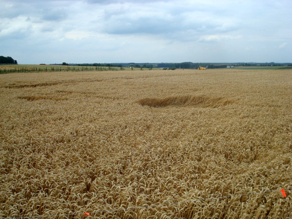 Batsheers, nr Oleye, Belgium crop circle, aerial photo 2