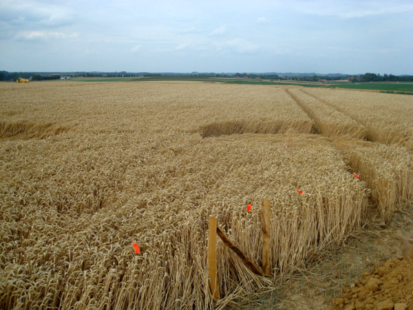 Batsheers, nr Oleye, Belgium crop circle, aerial photo 3
