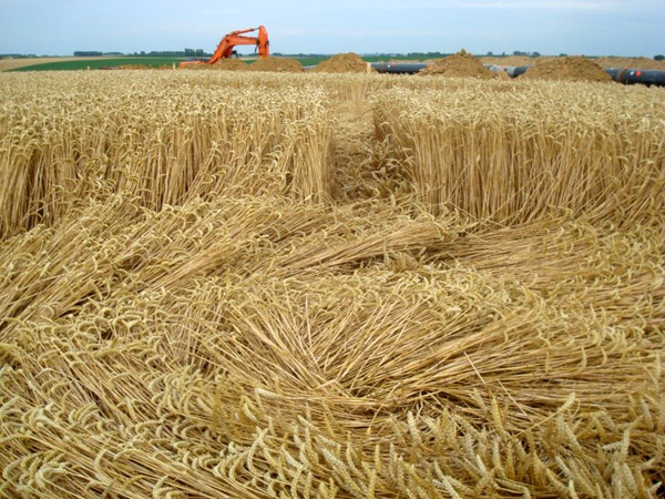 Batsheers, nr Oleye, Belgium crop circle, aerial photo 4